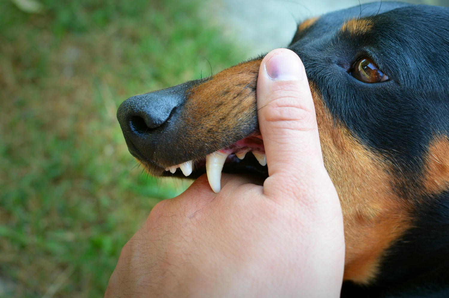 What to Know About Dog Bite Law in Pennsylvania